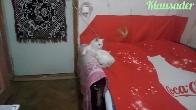 Как правильно почистить котику ушки смотреть онлайн