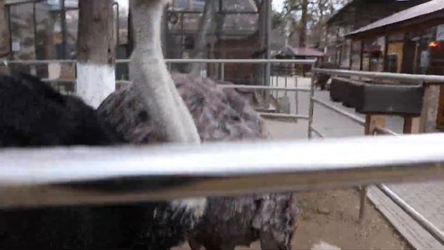 Мягкие страусы. Бахчисарайский парк миниатюр, зоопарк. Крым. смотреть онлайн