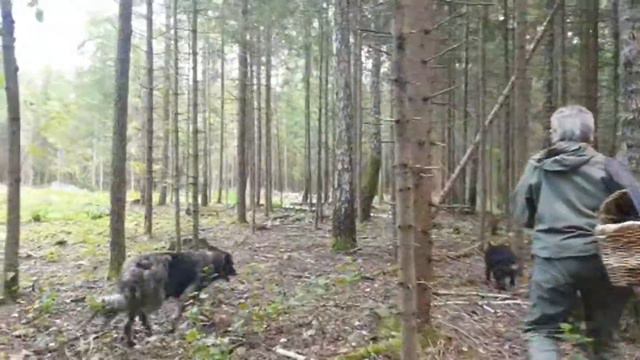 Лесной стрим. смотреть онлайн