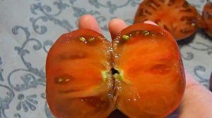 Томат Тай Дей Фреда гном. Тест спелых помидоров.