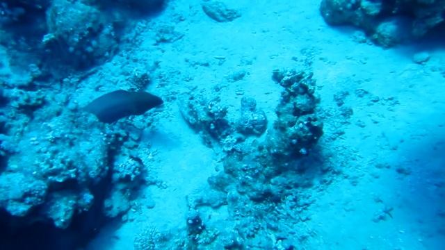 Гигантская Мурена (Шарм 2011) смотреть онлайн