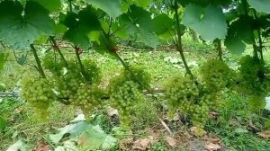 Виноград кишмиш  Коринка русская на 12 08 21