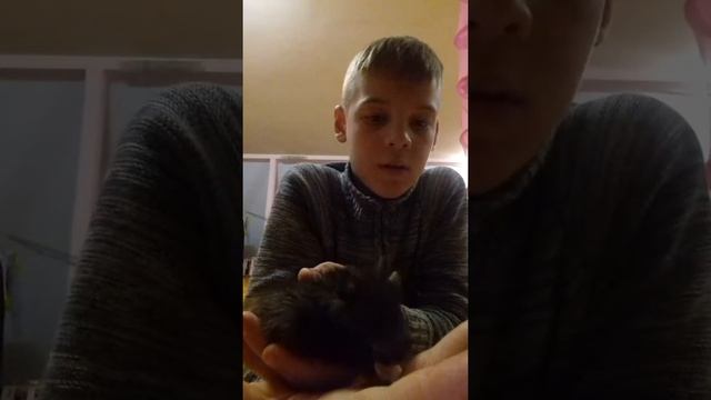 Как приучить хомяка к рукам/сирийского смотреть онлайн