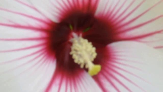 Hibiscus moscheutos смотреть онлайн