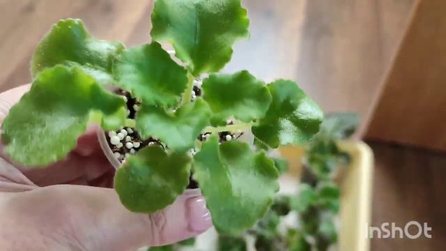 Капиллярный мат для полива фиалок. Готовый и самодельный... смотреть онлайн