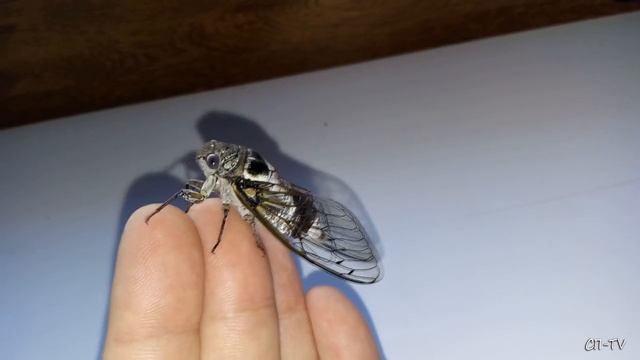 Цикады смотреть онлайн