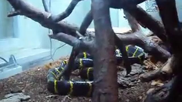 My Mangrove Snake / Моя мангровая змея смотреть онлайн