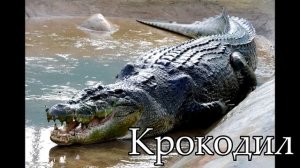 Животный мир Северной Америки для детей ★ КАРТОЧКИ ПО МЕТОДИКЕ ГЛЕННА ДОМАНА