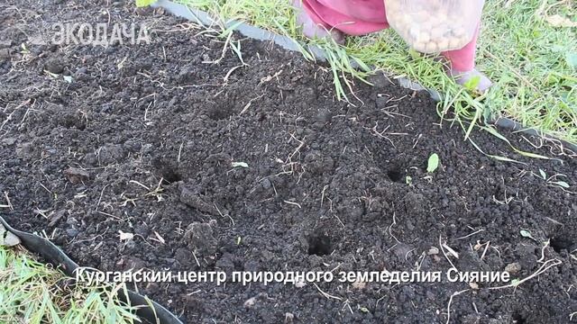 Смешанные посадки. Озимый чеснок и пастернак. Сажаем под зиму смотреть онлайн