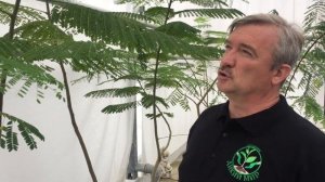 Делоникс королевский как вырастить?