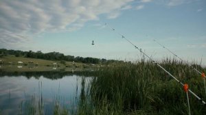 ЛОВЛЯ КАРПА И КАРАСЯ НА ДОНКИ! ЛЕТНЯЯ РЫБАЛКА НА КРАСИВОМ ПРУДУ!