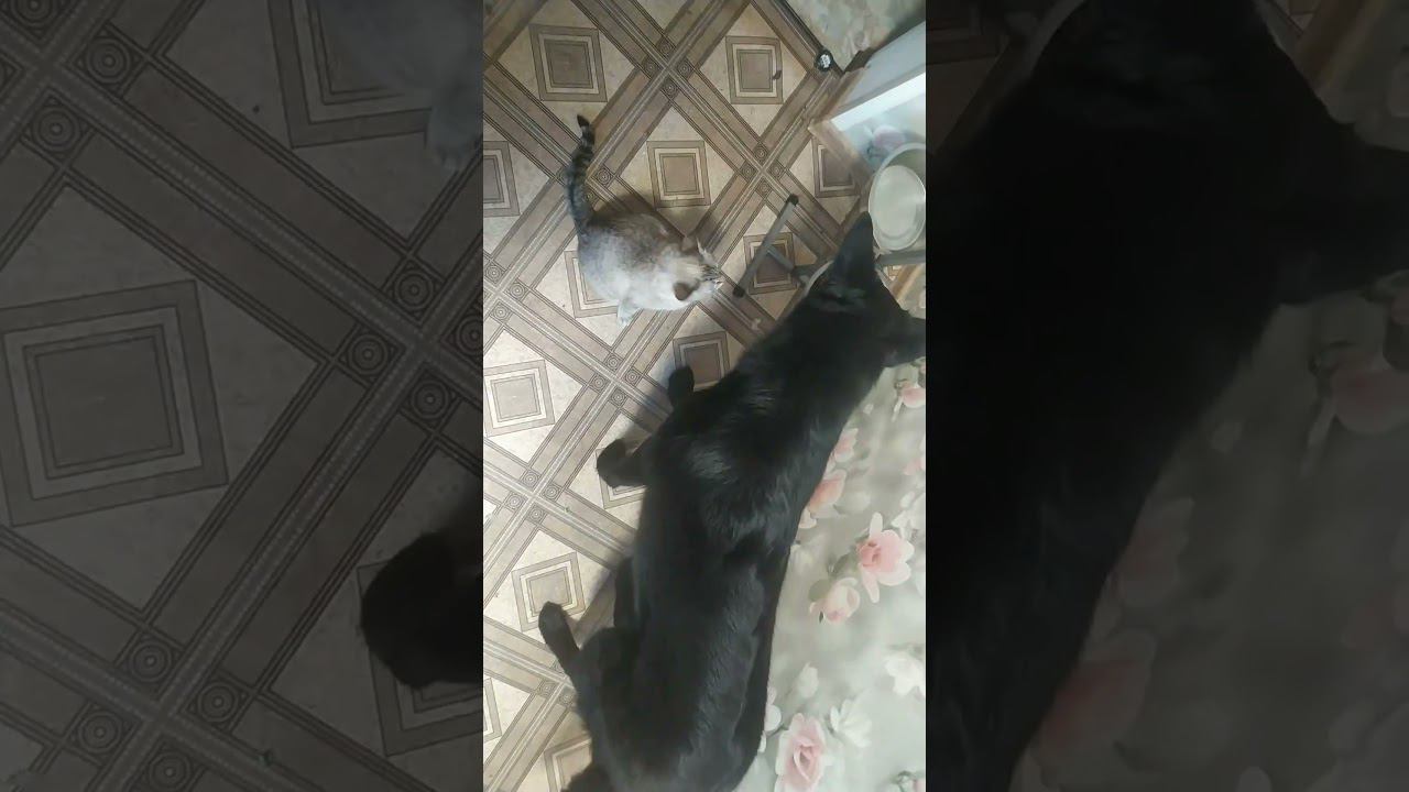 ВЕО черная Восточно Европейская Овчарка 18 смотреть онлайн