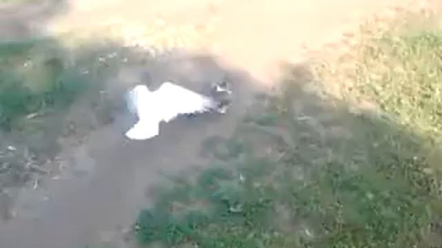 два голубя приклееных))))))))).mp4 смотреть онлайн