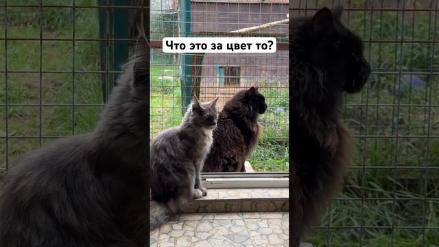 Такие глаза сможешь сделать? #кот смотреть онлайн