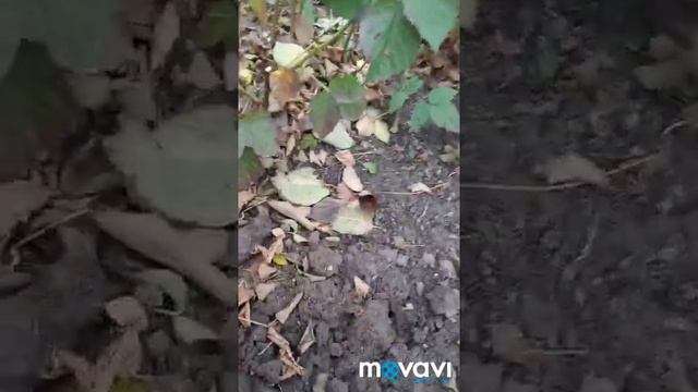Обрізка ремонтантної ожини смотреть онлайн