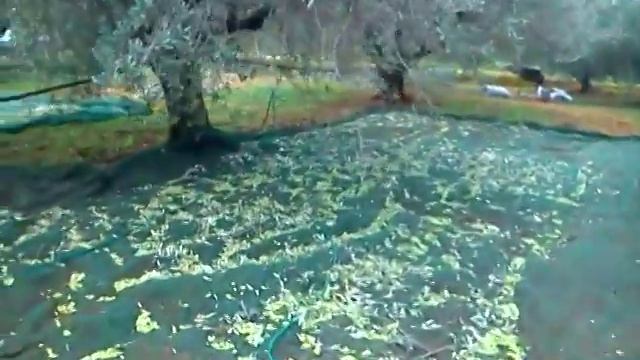 Как собирают оливки в Греции на масло смотреть онлайн