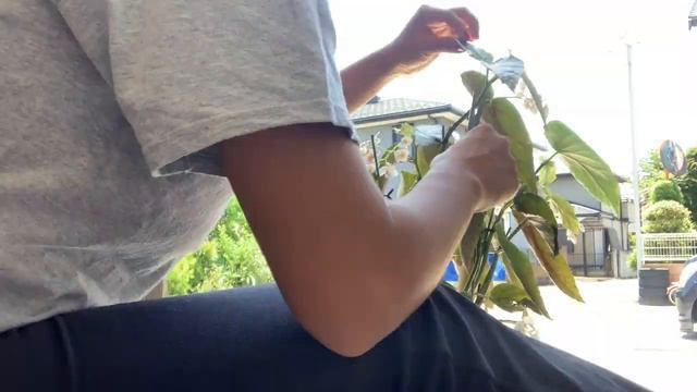 Begonia Maculata recovery journey! смотреть онлайн