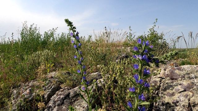 Заповедные просторы Донбасса зимой и летом смотреть онлайн