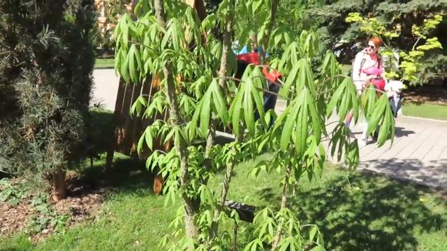 Kalopanax pictus 'Maximowiczii' dlanitec pestrý смотреть онлайн