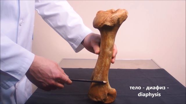 лопатка и плечевая кость домашних животных смотреть онлайн