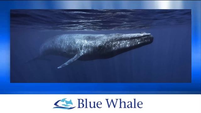 Blue Whale Death Game | All Missions Detail | Stay Safe From Killer Game смотреть онлайн