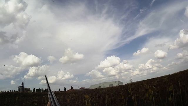 Hunting! Охота на голубя! ATA ARMS NEO 20 калибр! Первые трофеи Сани! Итог : куча позитивных эмоций смотреть онлайн