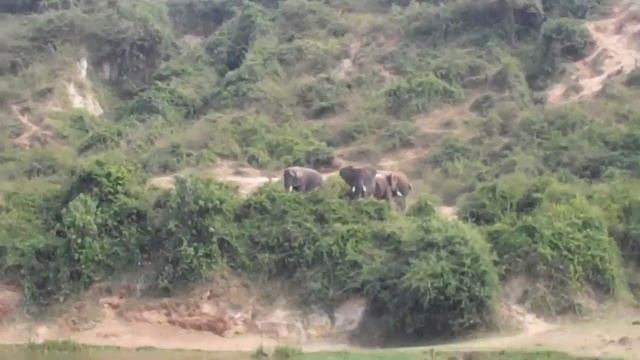 Jungle Safari in Queen Elizabeth National Park UGANDA смотреть онлайн