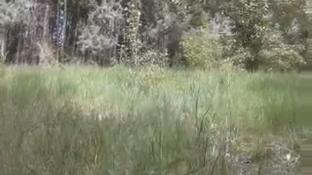 Дурачились на усолки ( 42) ))) смотреть онлайн