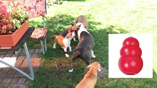 Что подготовить к появлению щенка смотреть онлайн