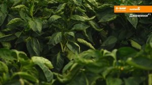 Перец Джемини, Самандер