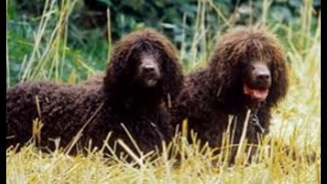 Ирландский водяной спаниель. смотреть онлайн