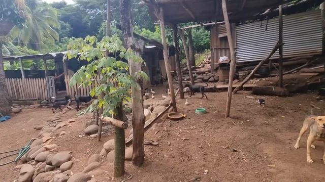 LE CELEBRAMOS LOS 69 AÑOS A LA VIEJA, CUANTOS LE QUEDARAN? @Orlando.sv.2020 смотреть онлайн