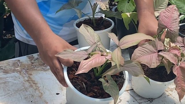 แนะนำต้นไม้ประเภท ซิงโกเนียม (syngonium) ตระกูลเงินไหลมา+ตระกูลออมต่างๆ -หน้าสวน смотреть онлайн