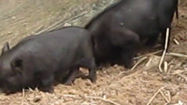 вьетнамские вислобрюхие поросята смотреть онлайн