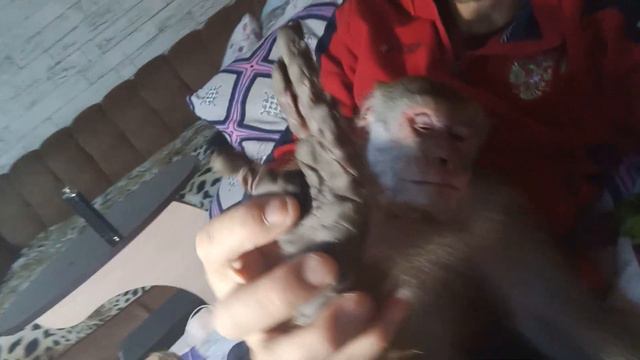 Обезьяна Гоша, жизнь прекрасна смотреть онлайн