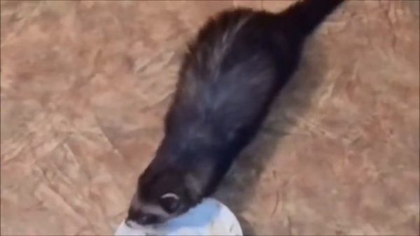 Дикий хорёк