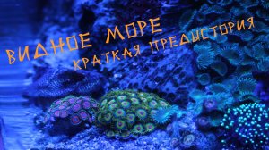 Мой морской аквариум