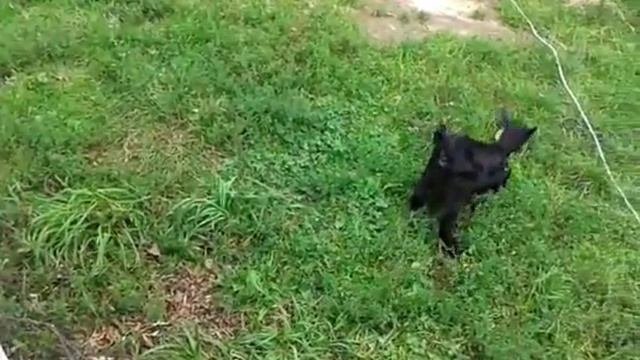 Прыжок козленка смотреть онлайн