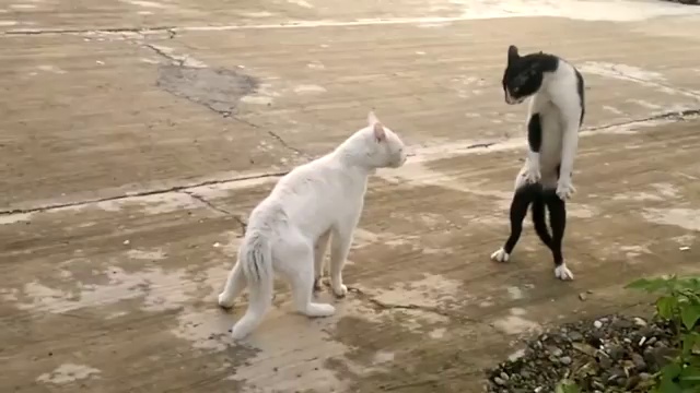 Кот прикинулся коброй смотреть онлайн
