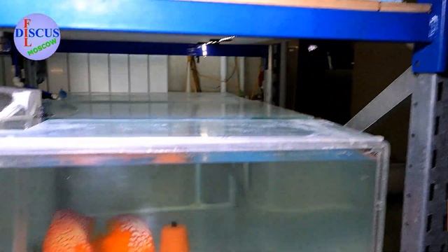#ДИСКУСЫ# DISCUS#ДИСКУСЫ, ПРОДАЖА НЕРЕСТОВЫЕ ПАРЫ смотреть онлайн