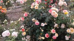 роза розоман дженон, питомник роз полины козловой, rozarium.biz