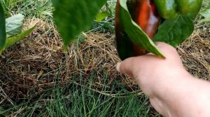 Перец КАЛИФОРНИЙСКОЕ ЧУДО обзор выращивание в течении сезона