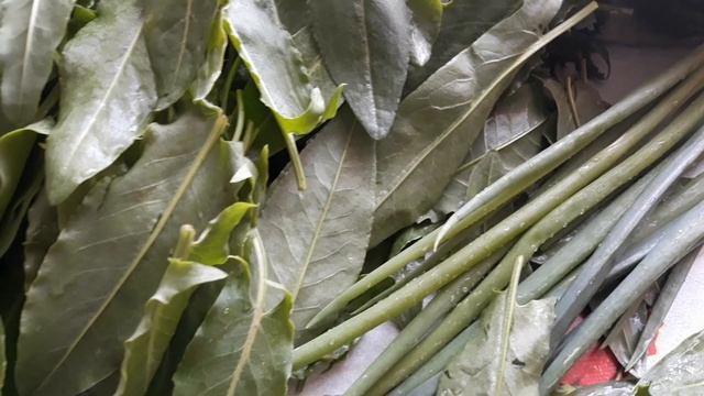 Как заготовить щавель на зиму. Заморозка. смотреть онлайн