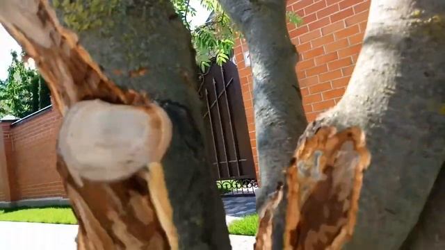 Лечим кору спасаем дерево. смотреть онлайн