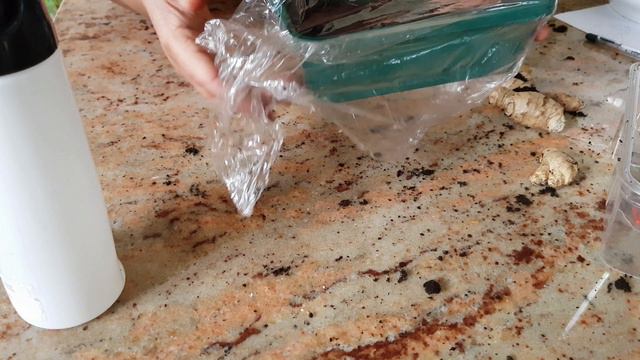 Grow Ginger Indoors UK-  Easy Method