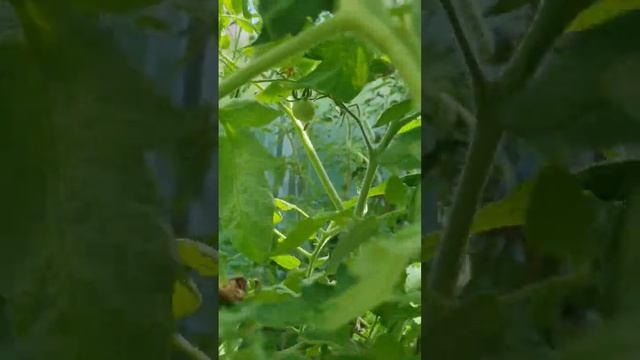 Томат Чёрная Галактика от Седек смотреть онлайн