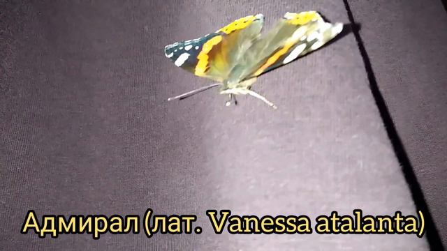 ВОТ ТЫ КАКОЙ, АДМИРАЛ?! смотреть онлайн