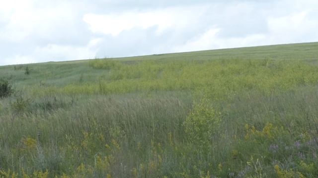 Цветение подмаренника жёлтого и донника лекарственного в заказнике "Землянский". смотреть онлайн