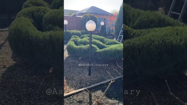 Произвольная форма из можжевельника Олд Голд смотреть онлайн