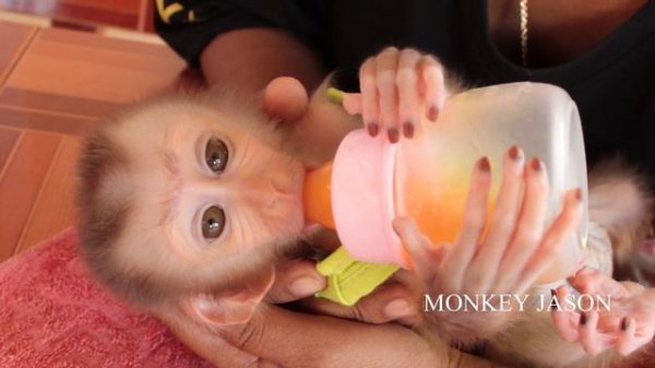 My God! Baby Jason Eat Orange Fruit Hurriedly While Sit Whimper Request Mom To Drink Orange Juice
